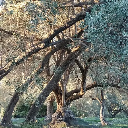 Of Light * Perama (Crete)